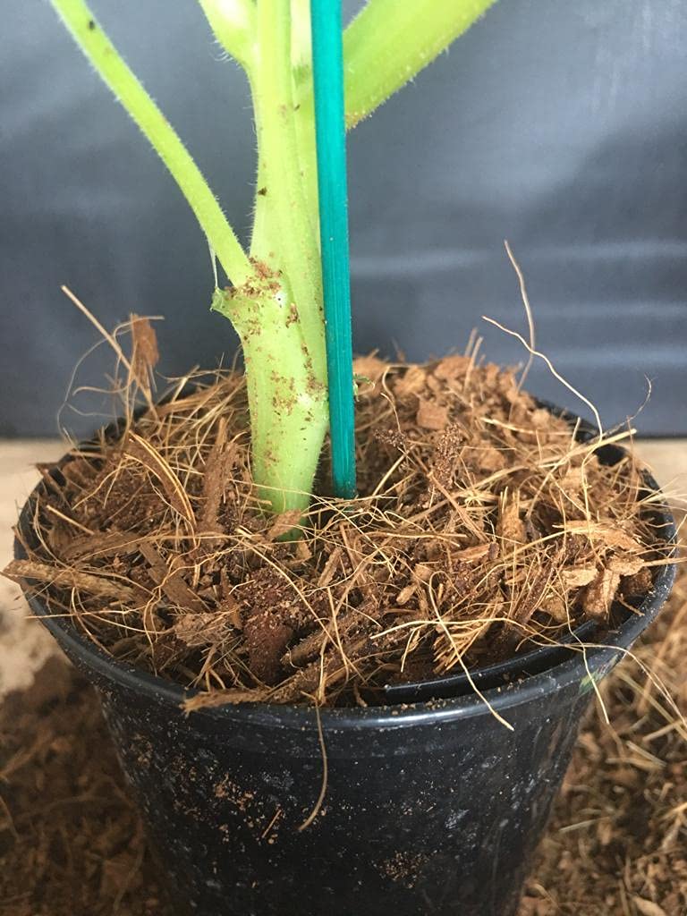 Coconut Coir Garden Compost - 16 Litres in Convenient Re-usable Hessian Bag - AcquaGarden