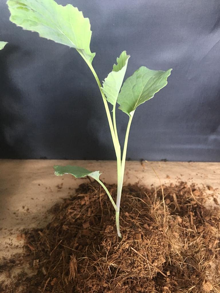 Coconut Coir Garden Compost - 16 Litres in Convenient Re-usable Hessian Bag - AcquaGarden