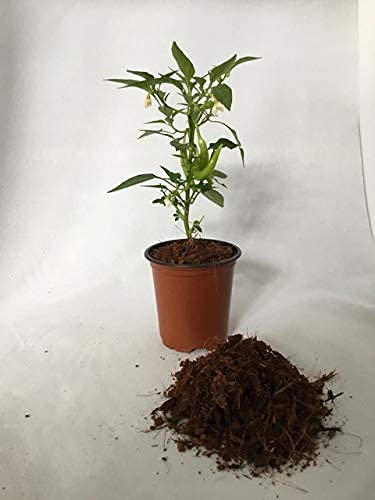Organic Peat-Free Garden Compost - 4 x Litres in Convenient Paper Bag - AcquaGarden